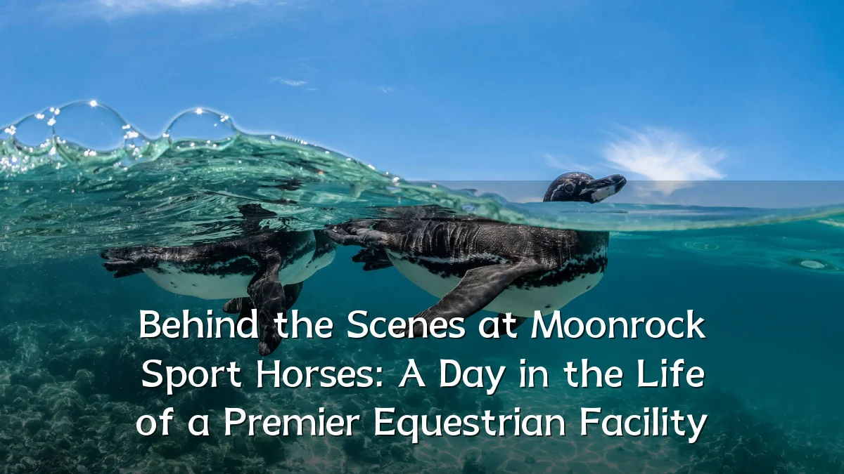 Behind the Scenes at Moonrock Sport Horses: A Day in the Life of a Premier Equestrian Facility