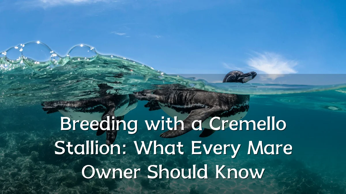 Breeding with a Cremello Stallion: What Every Mare Owner Should Know