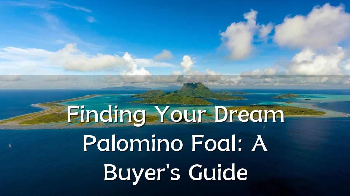 Finding Your Dream Palomino Foal: A Buyer's Guide