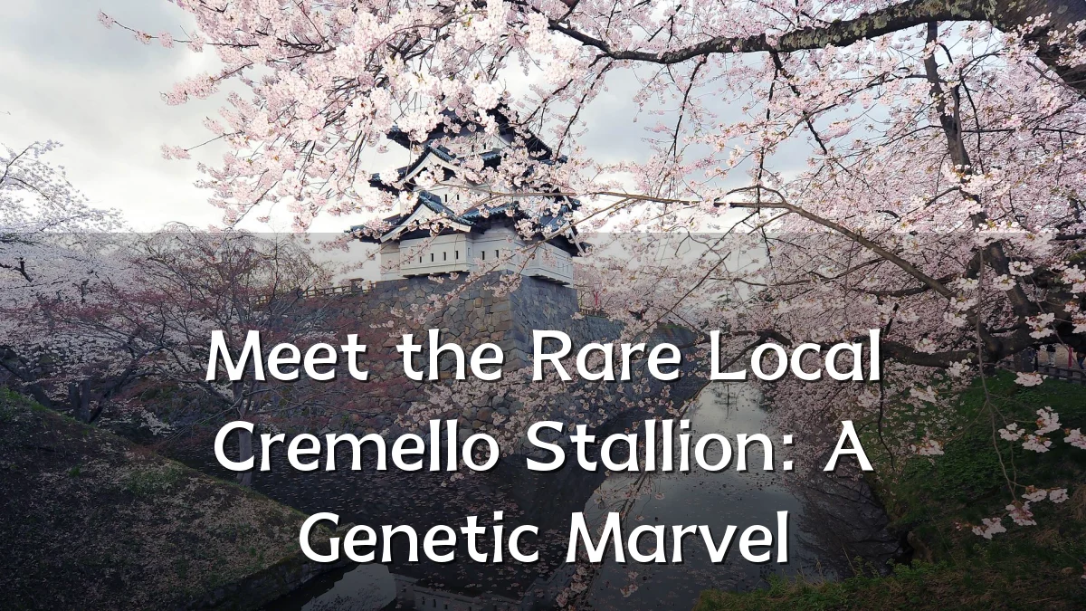 Meet the Rare Local Cremello Stallion: A Genetic Marvel