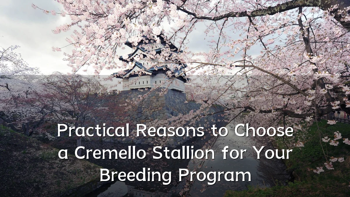 Practical Reasons to Choose a Cremello Stallion for Your Breeding Program