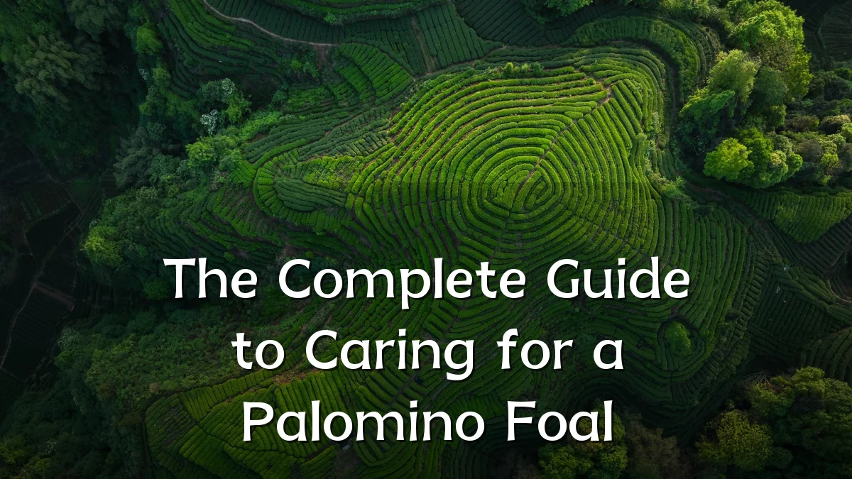 The Complete Guide to Caring for a Palomino Foal