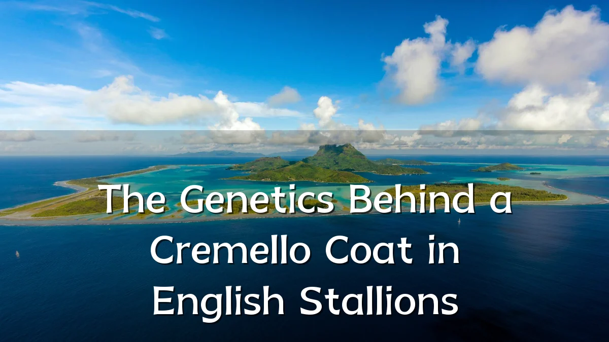 The Genetics Behind a Cremello Coat in English Stallions