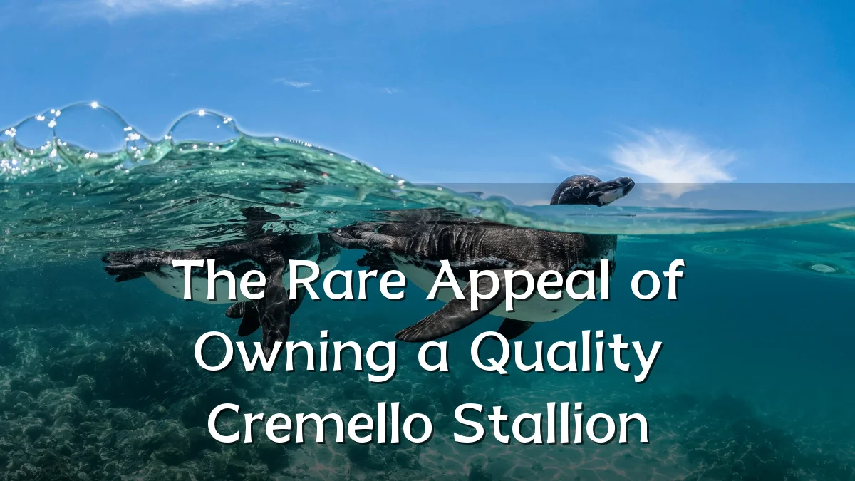 The Rare Appeal of Owning a Quality Cremello Stallion