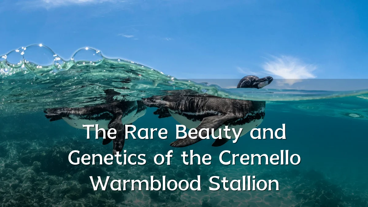 The Rare Beauty and Genetics of the Cremello Warmblood Stallion