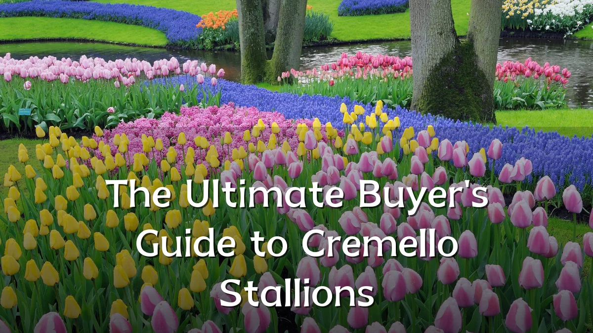 The Ultimate Buyer's Guide to Cremello Stallions