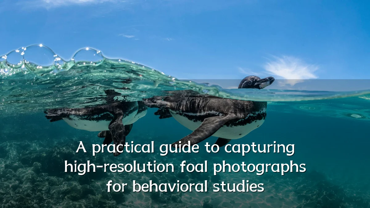 A practical guide to capturing high-resolution foal photographs for behavioral studies
