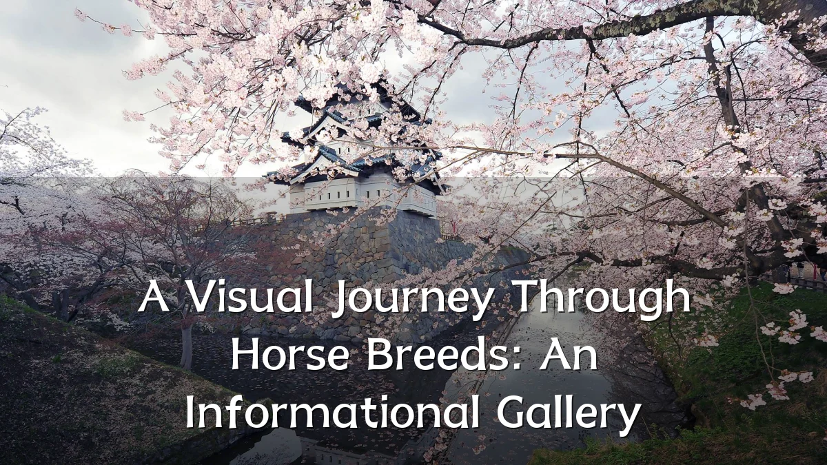 A Visual Journey Through Horse Breeds: An Informational Gallery
