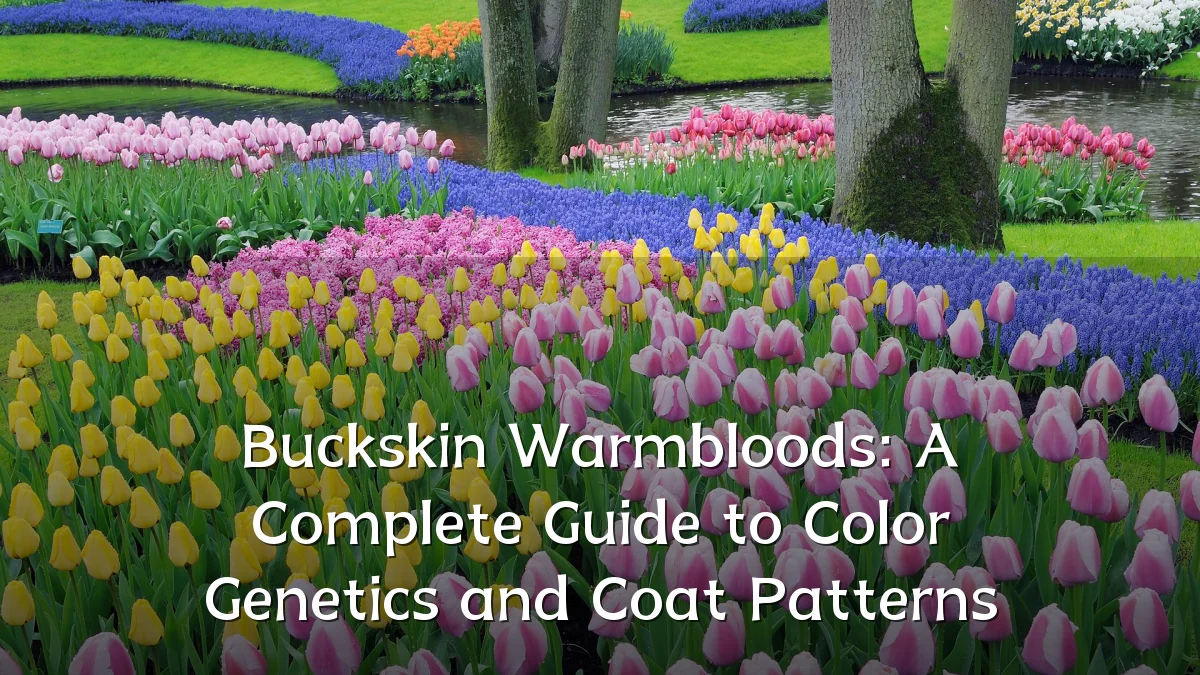 Buckskin Warmbloods: A Complete Guide to Color Genetics and Coat Patterns