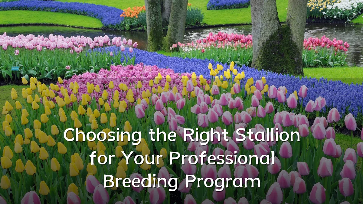 Choosing the Right Stallion for Your Professional Breeding Program