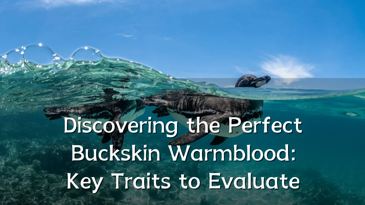 Discovering the Perfect Buckskin Warmblood: Key Traits to Evaluate