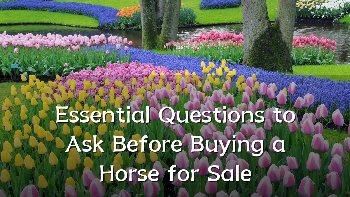 Essential Questions to Ask Before Buying a Horse for Sale