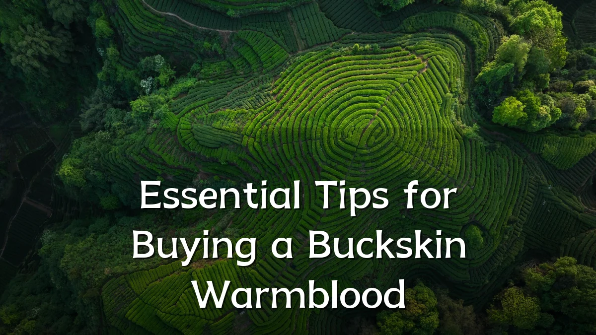Essential Tips for Buying a Buckskin Warmblood