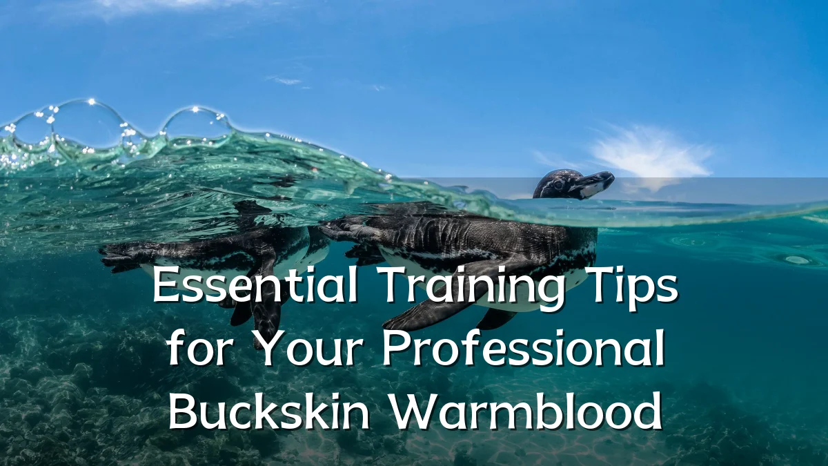 Essential Training Tips for Your Professional Buckskin Warmblood
