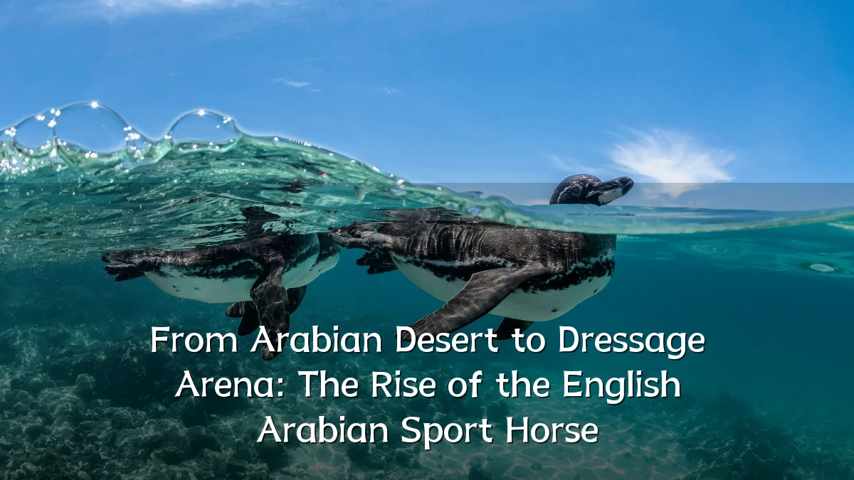 From Arabian Desert to Dressage Arena: The Rise of the English Arabian Sport Horse