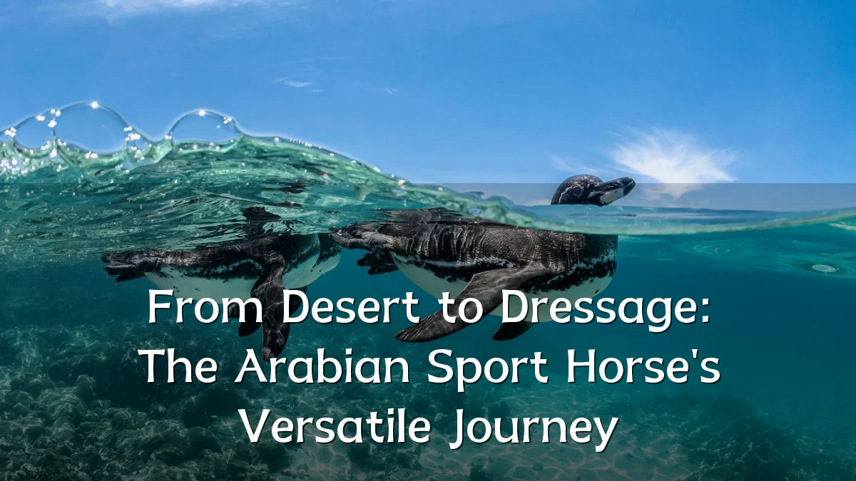 From Desert to Dressage: The Arabian Sport Horse's Versatile Journey