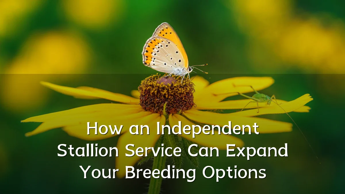 How an Independent Stallion Service Can Expand Your Breeding Options