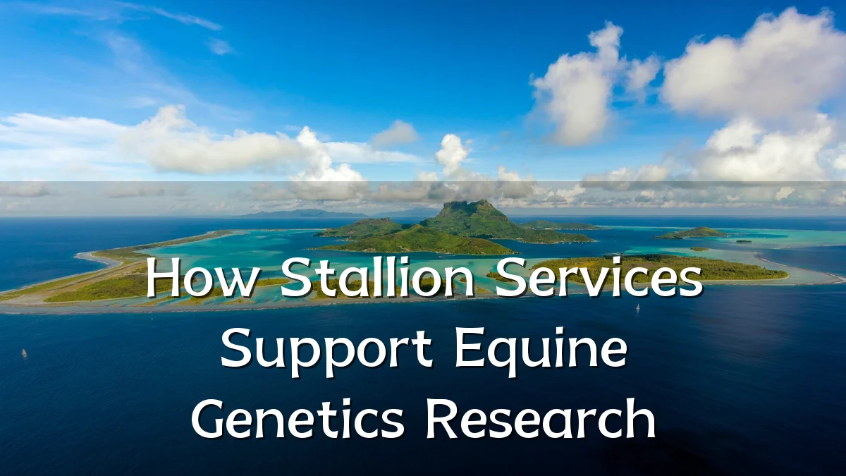 How Stallion Services Support Equine Genetics Research