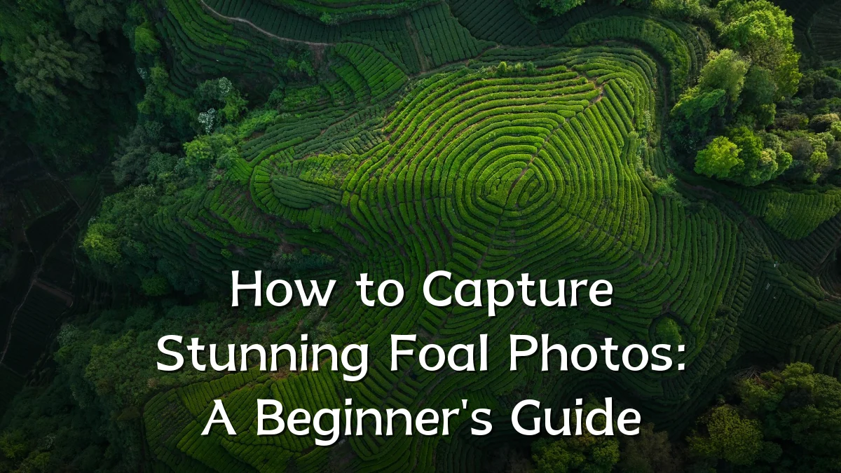 How to Capture Stunning Foal Photos: A Beginner's Guide