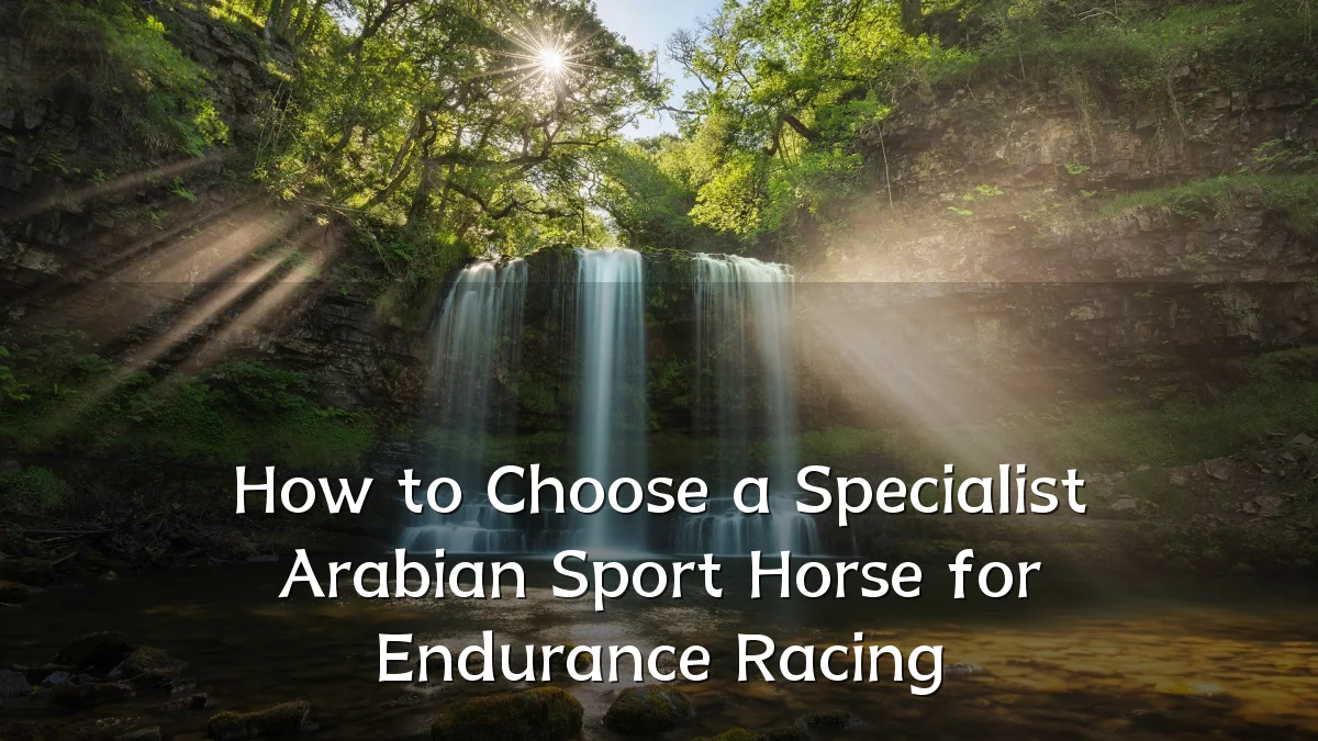 How to Choose a Specialist Arabian Sport Horse for Endurance Racing