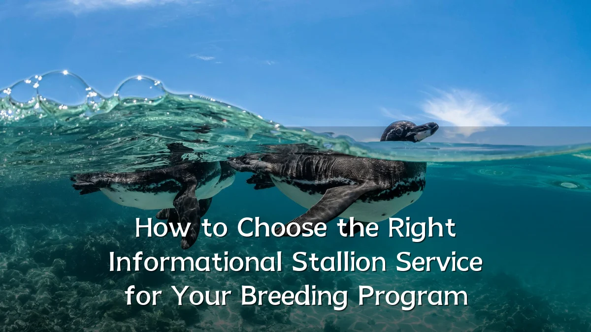 How to Choose the Right Informational Stallion Service for Your Breeding Program