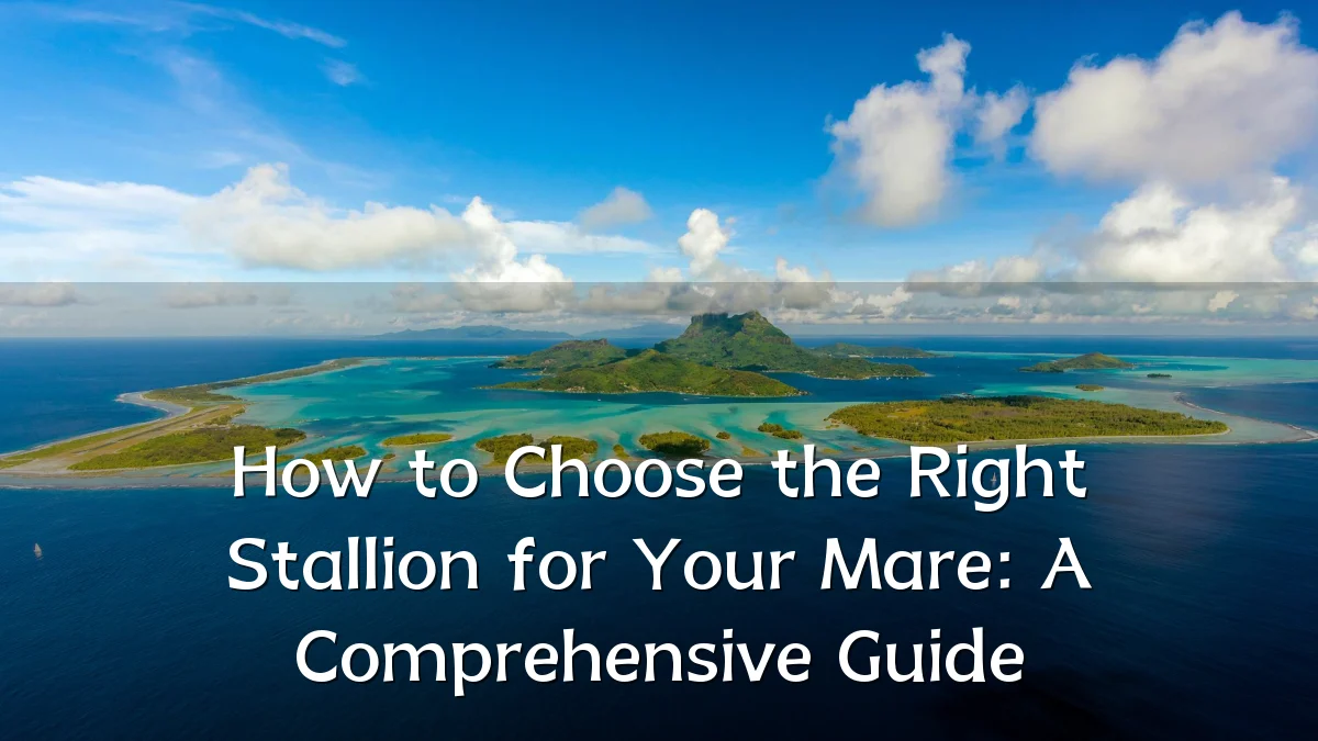 How to Choose the Right Stallion for Your Mare: A Comprehensive Guide