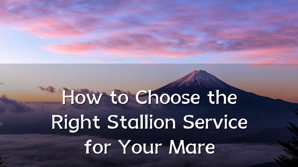 How to Choose the Right Stallion Service for Your Mare