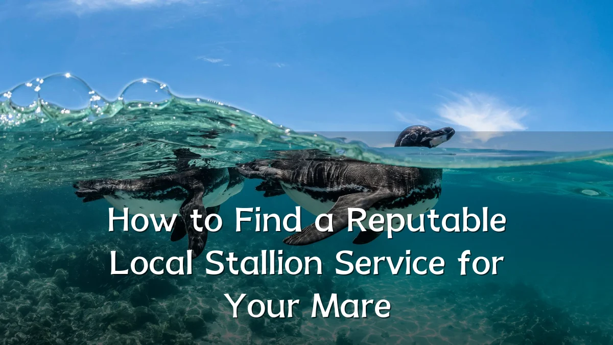 How to Find a Reputable Local Stallion Service for Your Mare