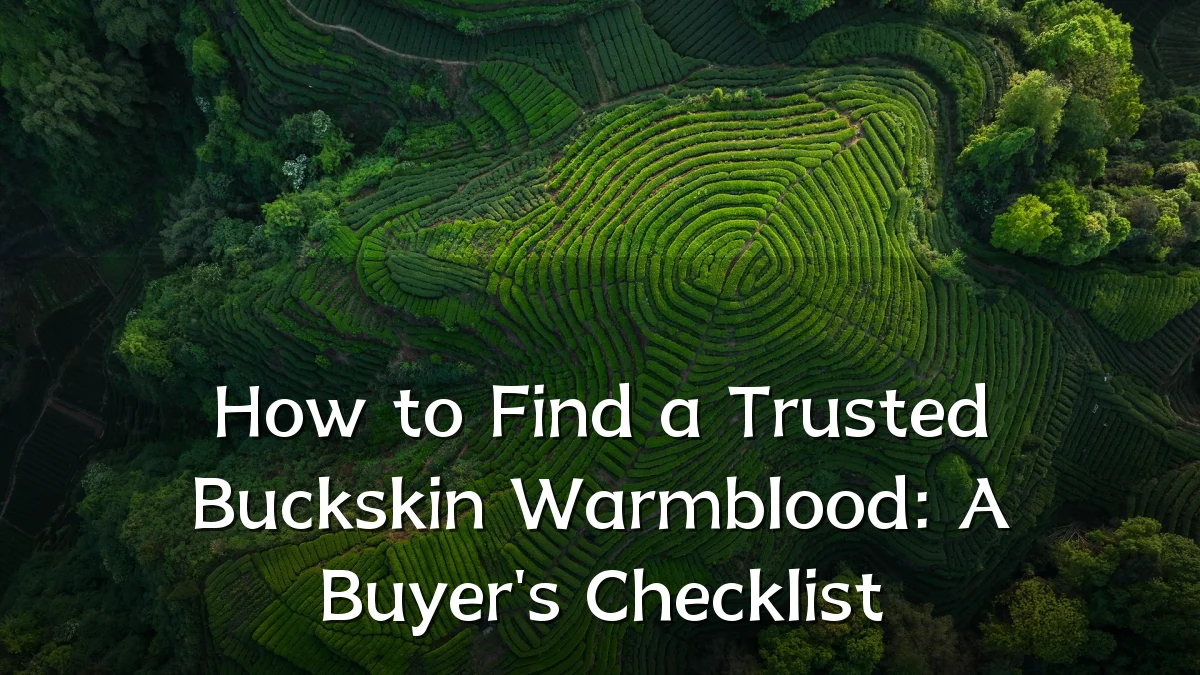 How to Find a Trusted Buckskin Warmblood: A Buyer's Checklist