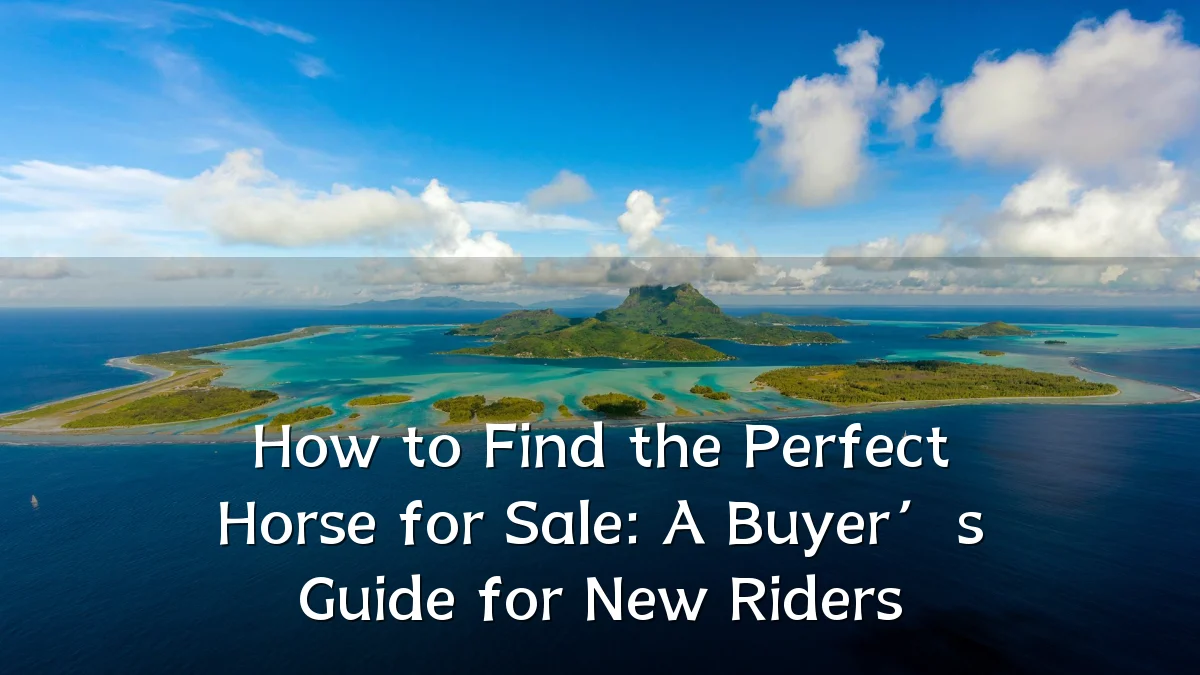 How to Find the Perfect Horse for Sale: A Buyer’s Guide for New Riders