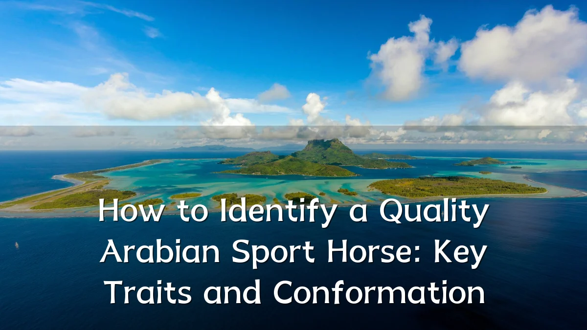 How to Identify a Quality Arabian Sport Horse: Key Traits and Conformation