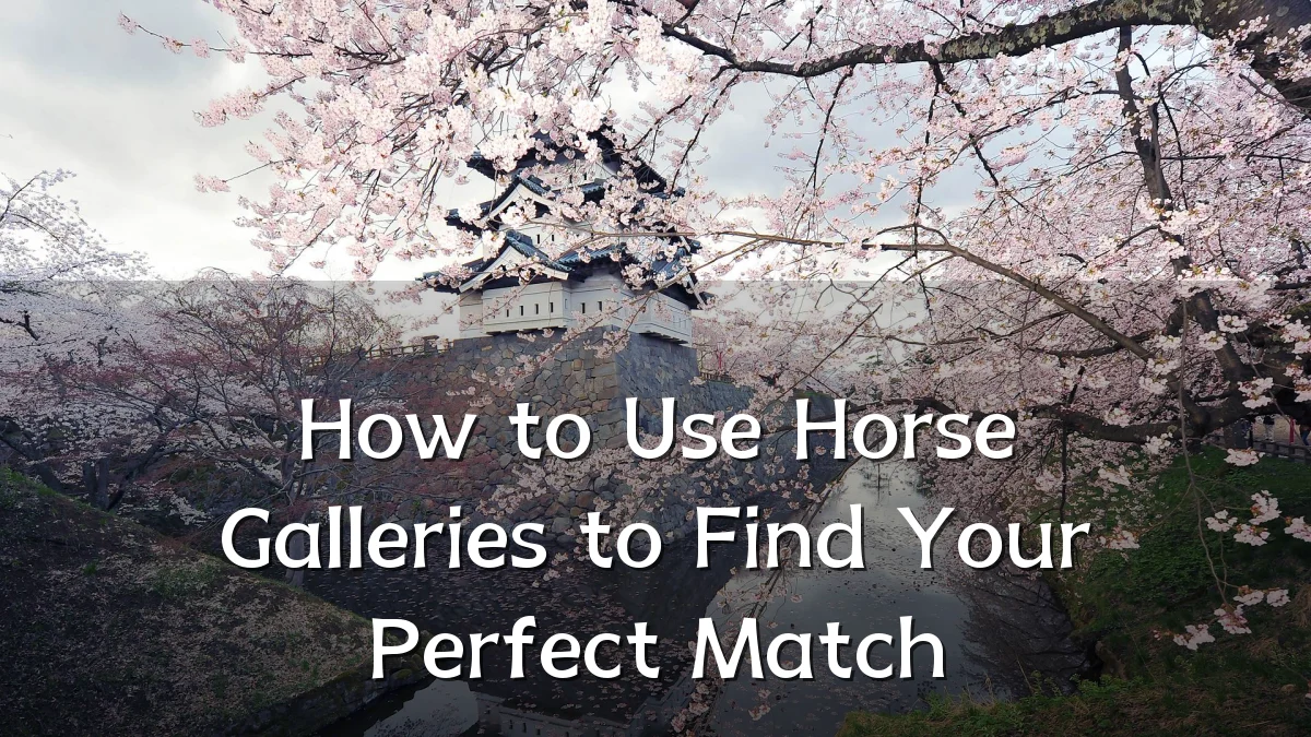 How to Use Horse Galleries to Find Your Perfect Match
