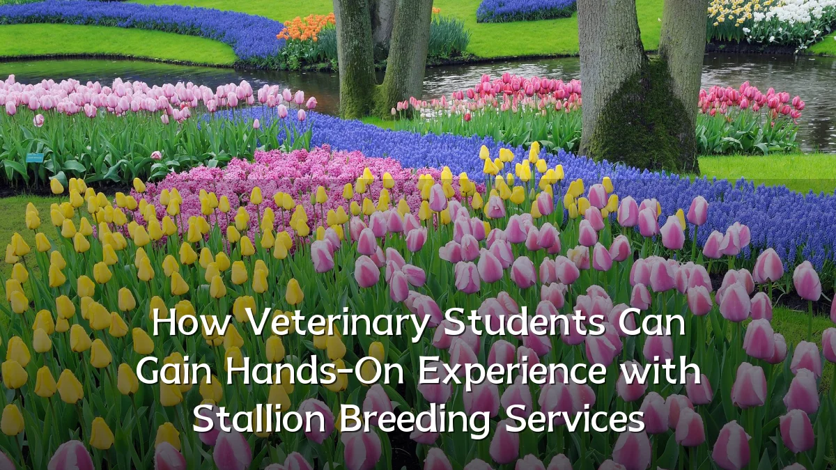How Veterinary Students Can Gain Hands-On Experience with Stallion Breeding Services