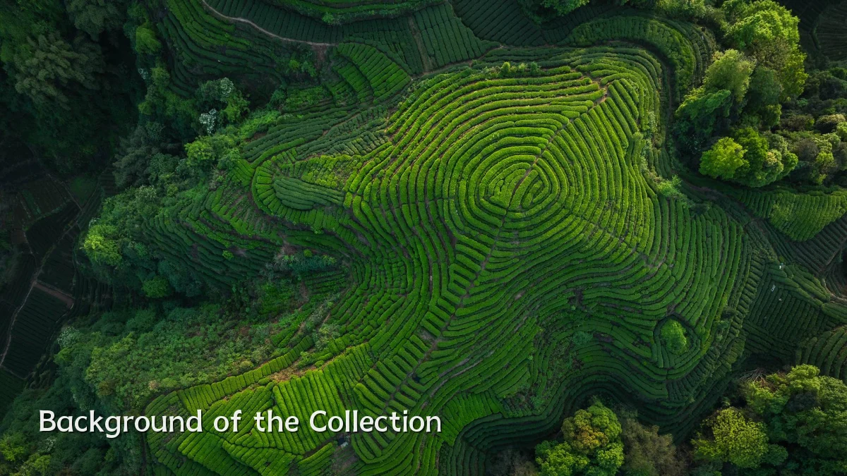 Background of the Collection