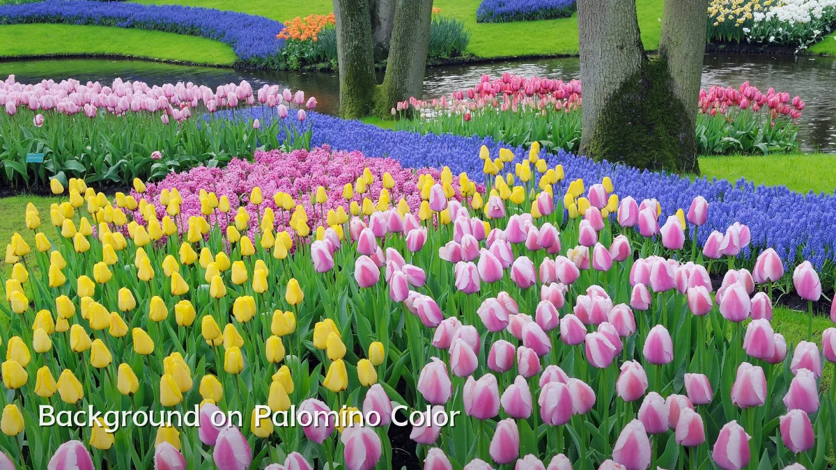 Background on Palomino Color