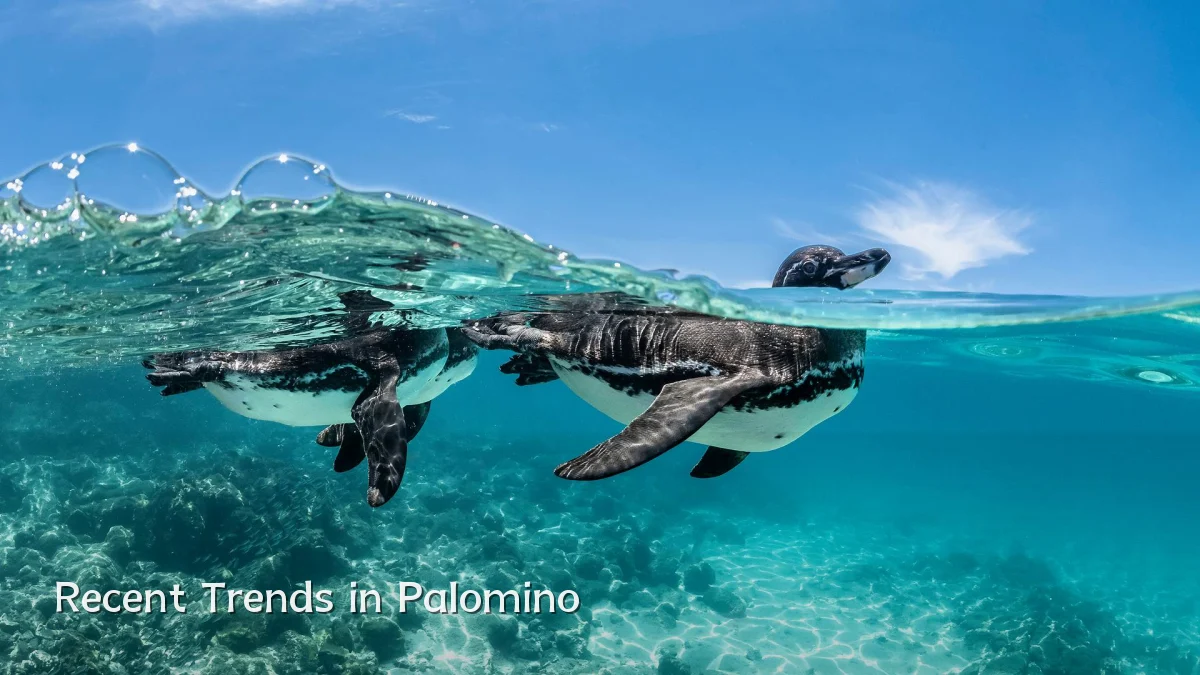 Recent Trends in Palomino