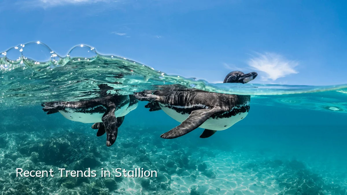 Recent Trends in Stallion