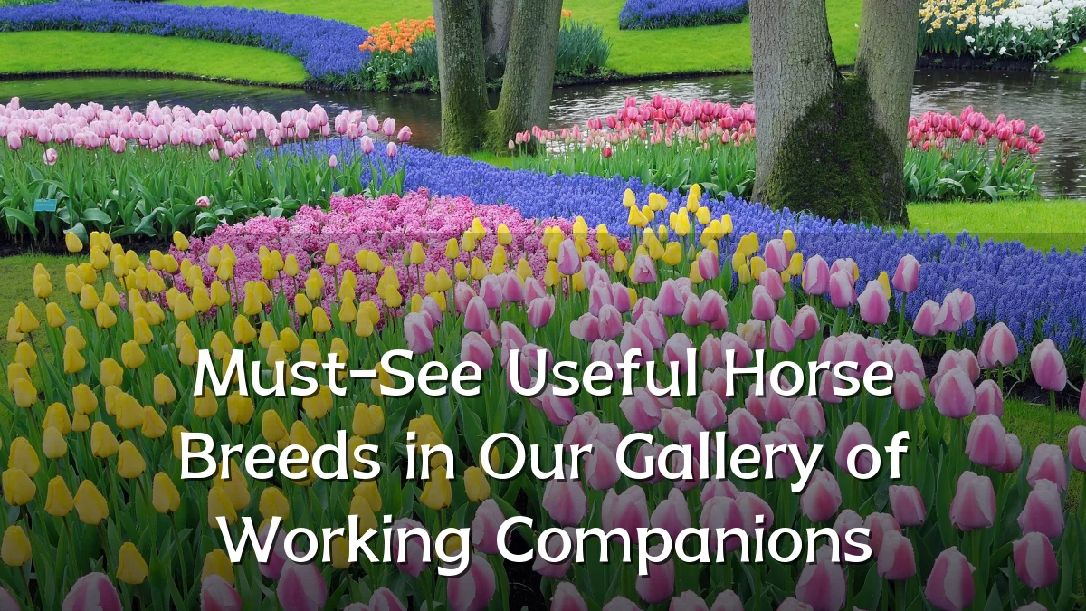 Must-See Useful Horse Breeds in Our Gallery of Working Companions
