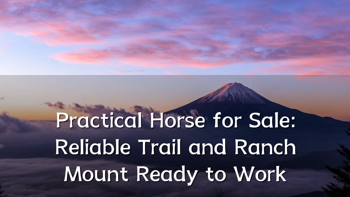 Practical Horse for Sale: Reliable Trail and Ranch Mount Ready to Work