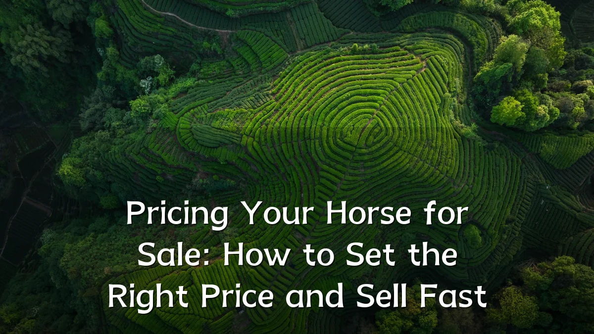 Pricing Your Horse for Sale: How to Set the Right Price and Sell Fast