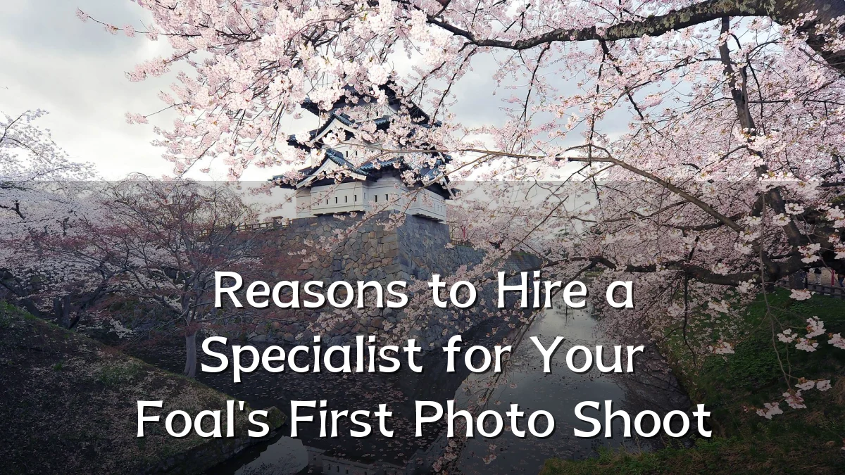 Reasons to Hire a Specialist for Your Foal's First Photo Shoot