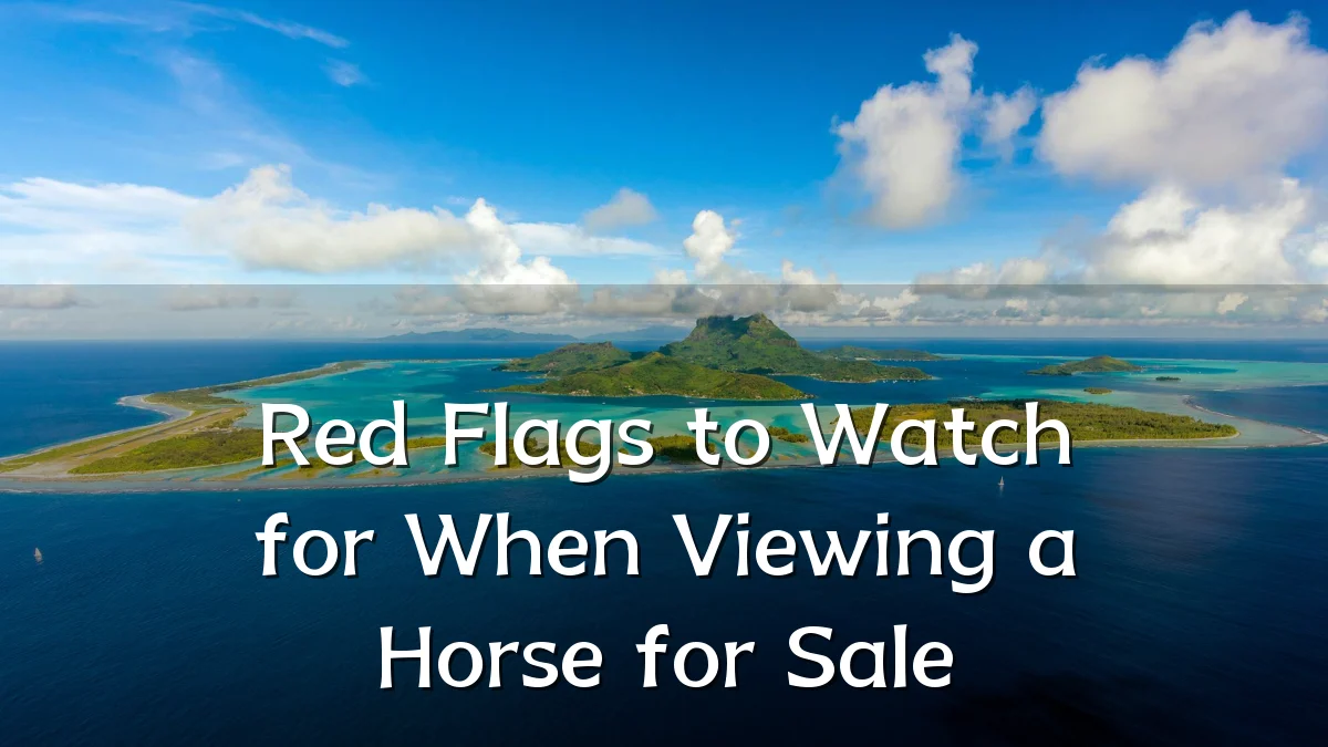 Red Flags to Watch for When Viewing a Horse for Sale