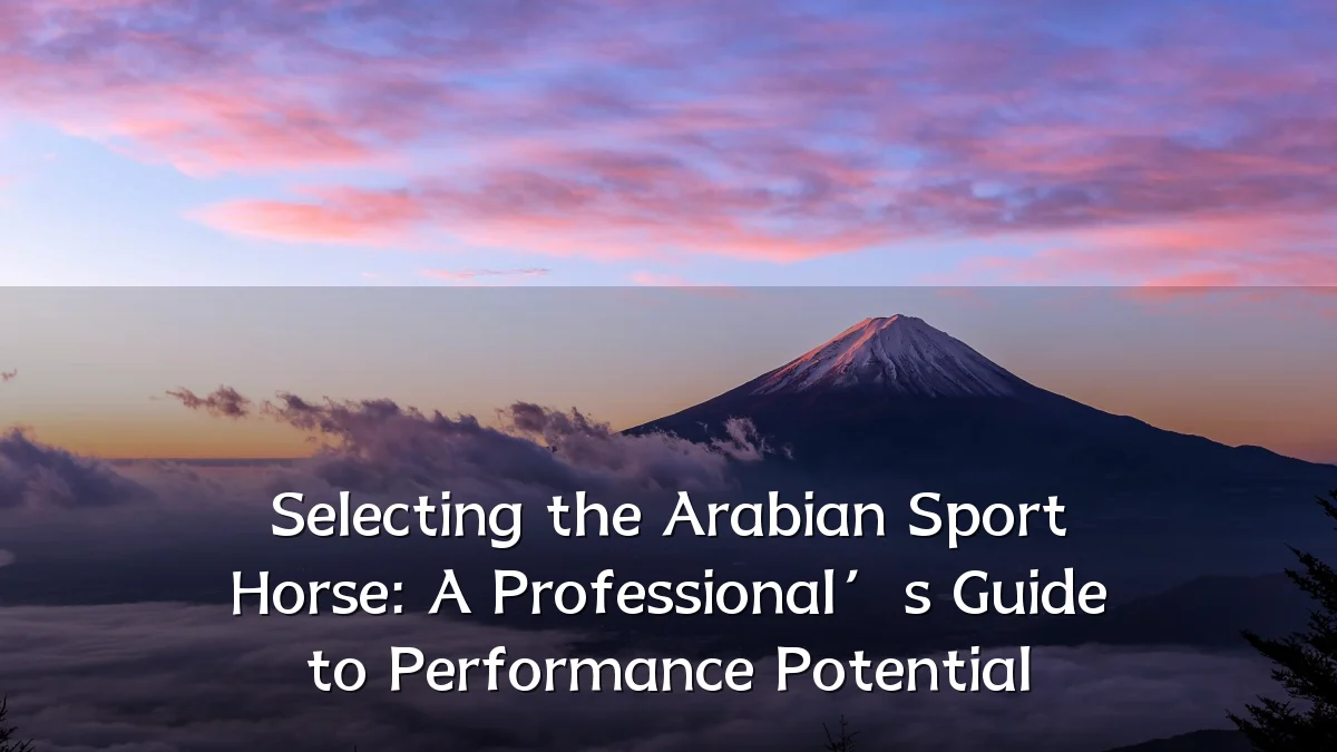 Selecting the Arabian Sport Horse: A Professional’s Guide to Performance Potential