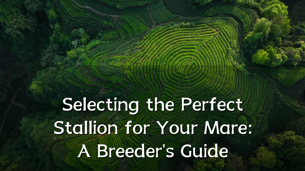 Selecting the Perfect Stallion for Your Mare: A Breeder's Guide