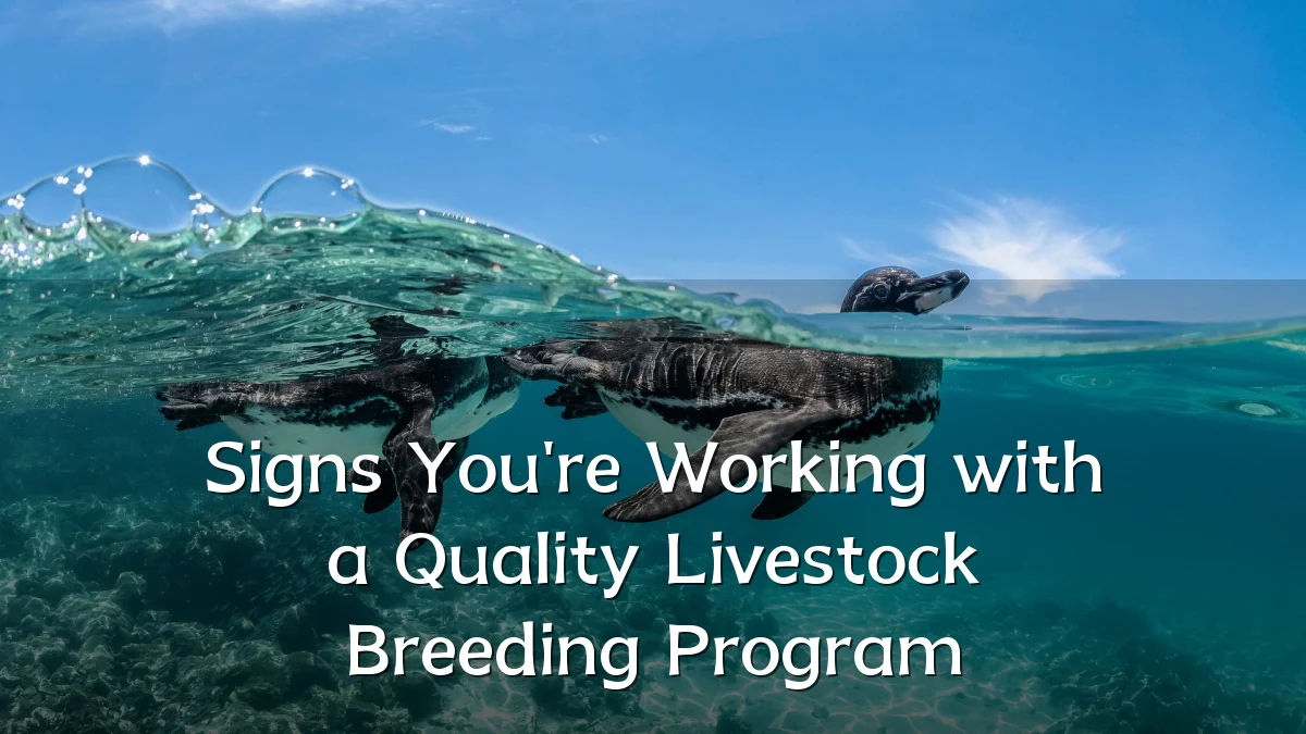 Signs You're Working with a Quality Livestock Breeding Program
