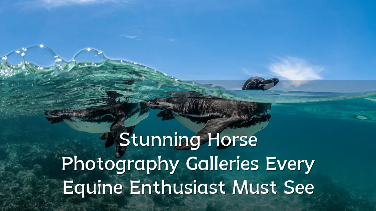 Stunning Horse Photography Galleries Every Equine Enthusiast Must See