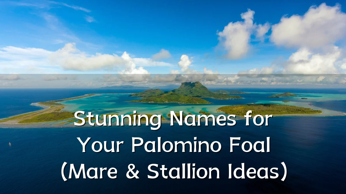 Stunning Names for Your Palomino Foal (Mare & Stallion Ideas)