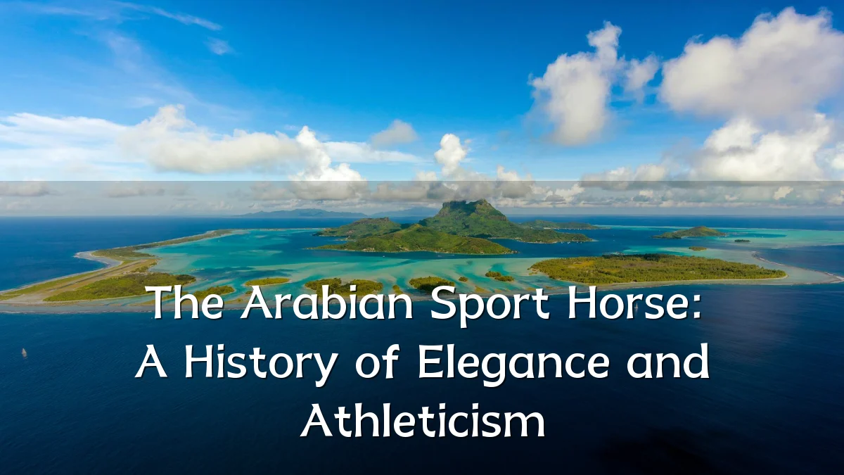 The Arabian Sport Horse: A History of Elegance and Athleticism