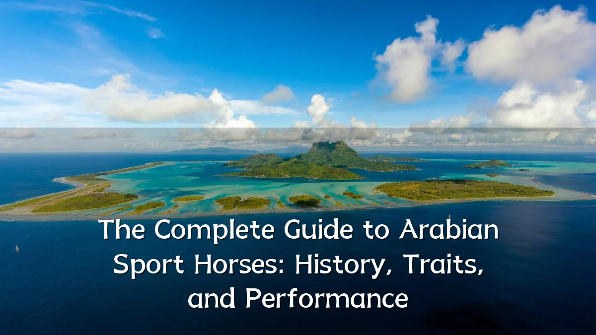 The Complete Guide to Arabian Sport Horses: History, Traits, and Performance