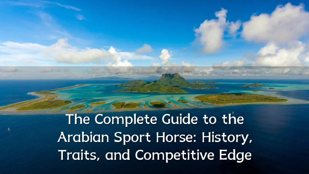 The Complete Guide to the Arabian Sport Horse: History, Traits, and Competitive Edge